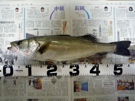 スズキくん(55cm)
