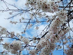 じょんのび桜