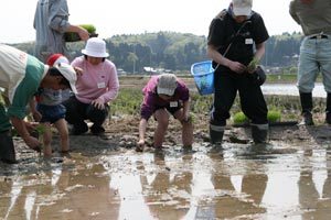 田植え体験会