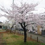 春日公園のさくら