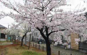 春日公園のさくら