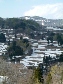 「落合」の棚田風景