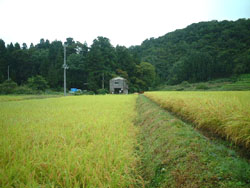 鵜川の里のコシヒカリの穂も・・・