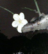 夜桜も楽し