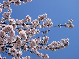 花粉症は大変だけど春です