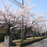 うちの近所・枇杷島小学校の桜です