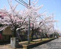 うちの近所・枇杷島小学校の桜です